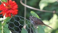 Melospiza melodia