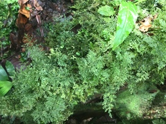 Selaginellaceae