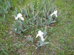 Iris albicans