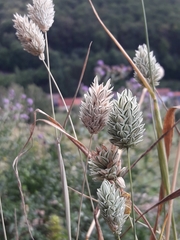 Phalaris canariensis