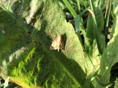 Ostrinia palustralis