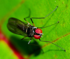 Tanypezidae