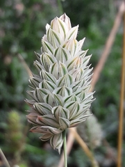 Phalaris canariensis