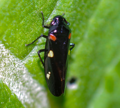 Schildola opaca
