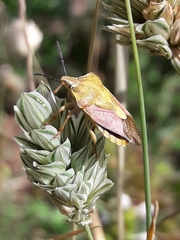 Phalaris canariensis