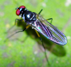 Tanypezidae