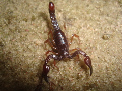 Broteochactas porosus