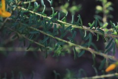 Pultenaea retusa
