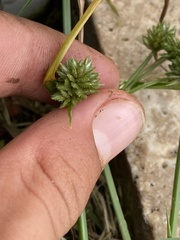 Cyperus nipponicus