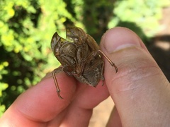 Neotibicen lyricen