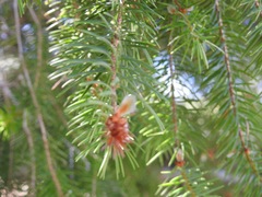 Pseudotsuga