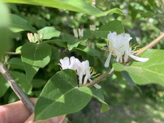 Lonicera maackii
