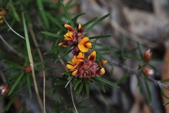 Pultenaea robusta