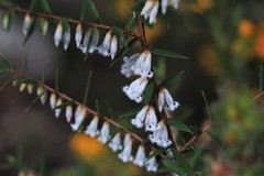 Styphelia biflora
