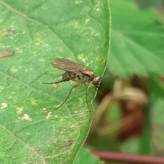 Diptera