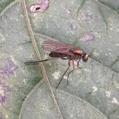 Diptera