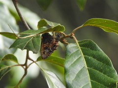 Paramacera xicaque xicaque