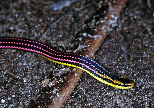 Red-striped Smooth Snake