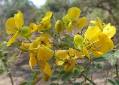 Senna auriculata
