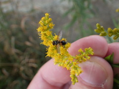Euclytia flava