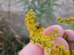 Euclytia flava