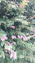 Loropetalum chinense