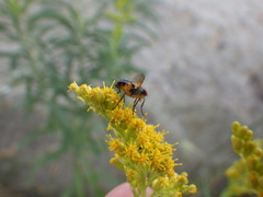 Euclytia flava