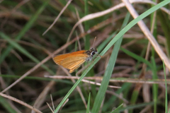 Ancyloxypha nitedula