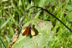 Ancyloxypha nitedula