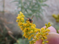 Euclytia flava