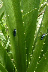 Balacha melanocephala