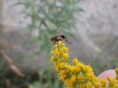 Euclytia flava