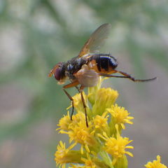 Euclytia flava