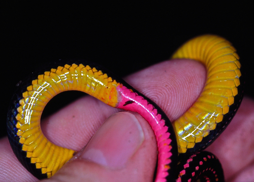 Red-striped Smooth Snake