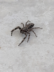 Platycryptus undatus