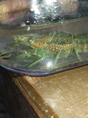 Procambarus virginalis