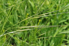 Hesperostipa spartea