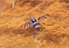 Myennis octopunctata