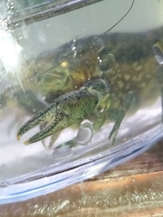 Procambarus virginalis