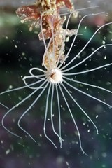 Tubulariidae