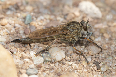 Machimus erythocnemius