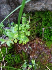 Hydrocotyle foveolata