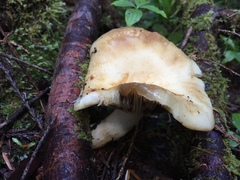 Russula crassotunicata