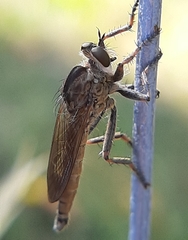 Machimus snowii
