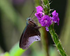 Telegonus alardus latia