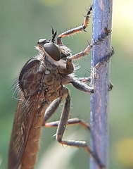 Machimus snowii
