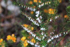 Styphelia biflora