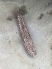 Holothuria princeps