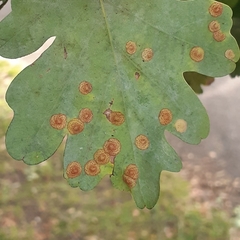 Neuroterus quercusbaccarum