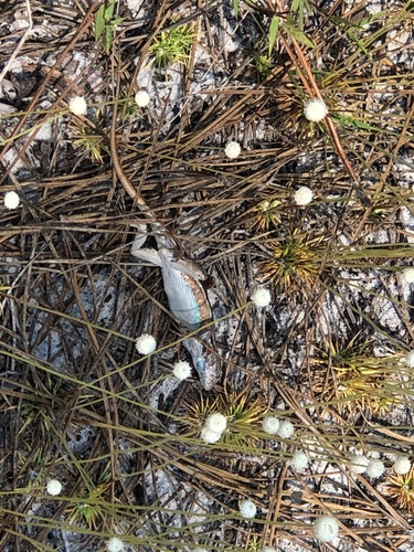 Florida Scrub Lizard, Sceloporus woodi